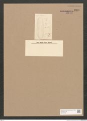 Diatomeae indet. Zeichnungen Sammlung Grunow Nr. 3300 (NHMW-BOT-W0370790)